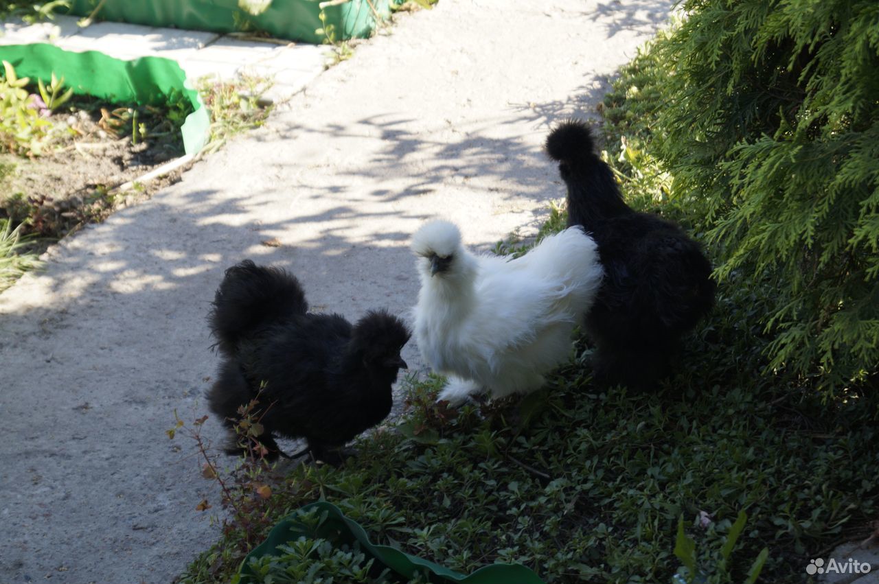 Китайская шелковая цыплята 2,5 мес купить на Зозу.ру - фотография № 4