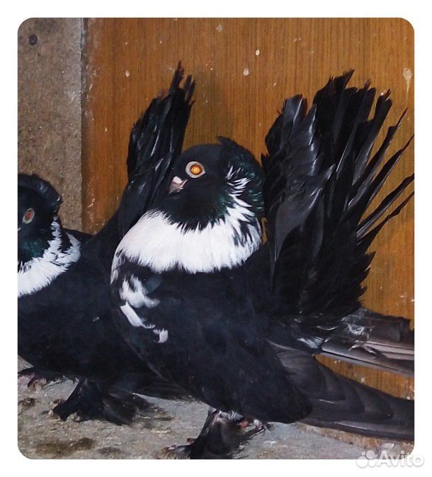 Статные голуби купить на Зозу.ру - фотография № 4