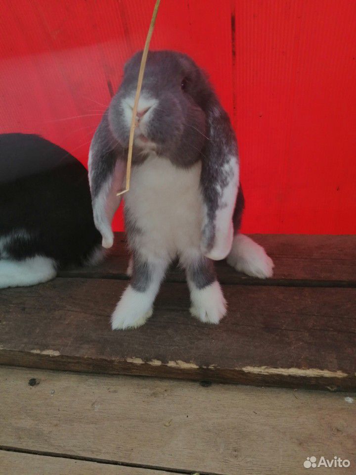 Кролики порода французский баран купить на Зозу.ру - фотография № 3