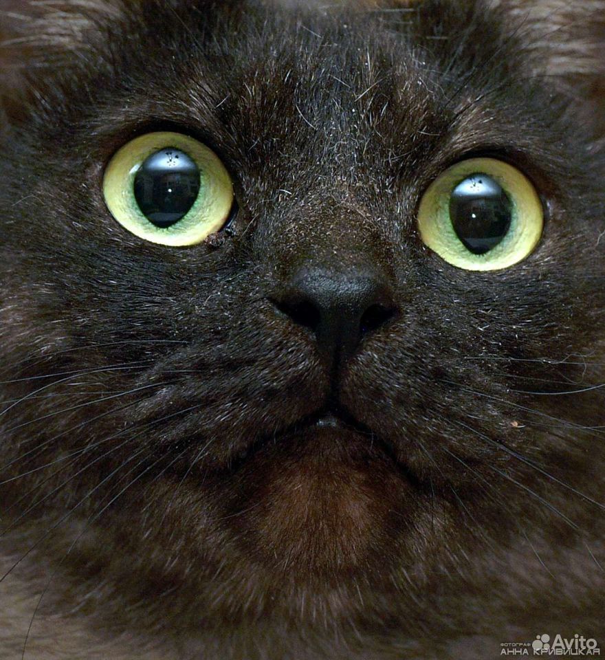 Ласковый котик окраса "черный дым" - Барт купить на Зозу.ру - фотография № 6