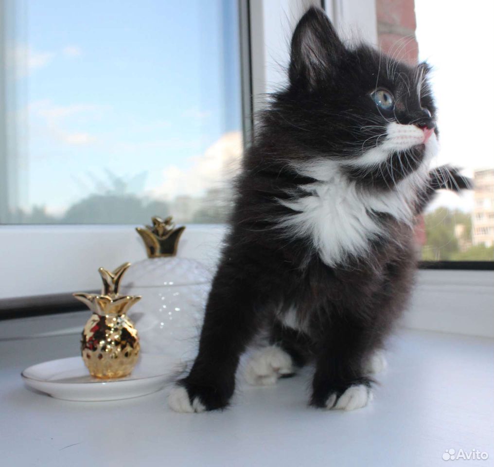 Пушистый котенок, девочка купить на Зозу.ру - фотография № 4