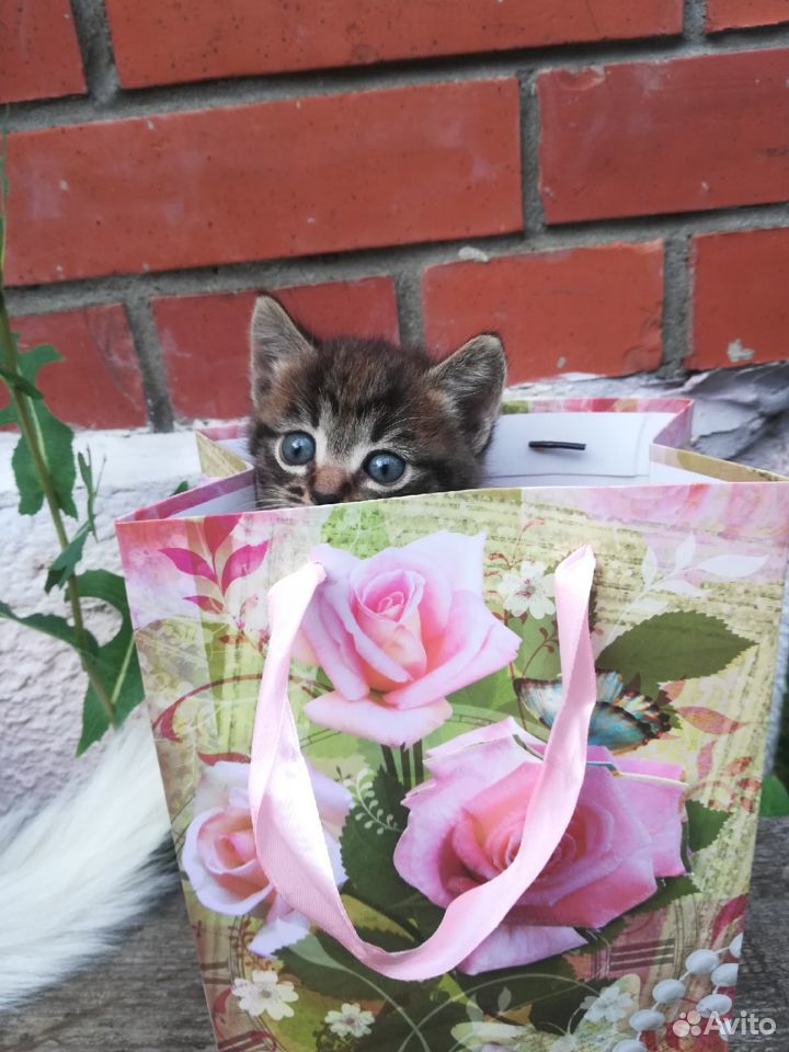 Беспородные котята купить на Зозу.ру - фотография № 2
