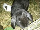 Кроль, крольчихи и крольчата объявление продам