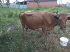 Корова Бычек объявление продам