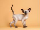 Шикарный сиамский котик объявление продам