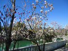 Весна в Абхазии, с 7 по 9 марта объявление продам