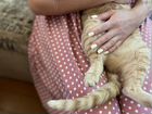 Супер ласковая кошка в добрые руки объявление продам