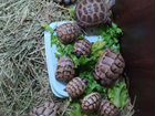 Сухопутные черепахи объявление продам