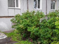 Купить Однокомнатную Квартиру Приозерский Район