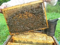 Пчелы.Пчелопакеты 3+1 на рамку дадан и 4+1 рутта