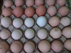 Яйцо инкубационное и цыплята микс