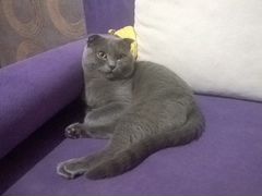 Шотландский вислоухий кот на вязку