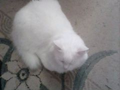 Кошка белого цвета
