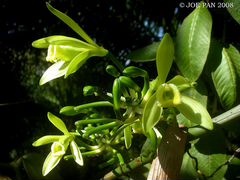 Vanilla planifolia от 20см