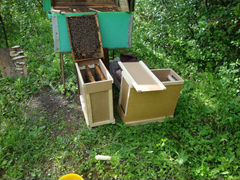Продажа пчелосемей и пчелопакетов с личной пасеки