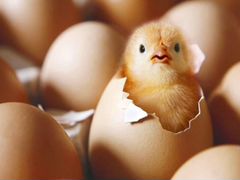Орпингтон цыплята яйца