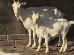 Горьковские козы и козлята