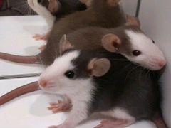 Крысы разновидности дамбо