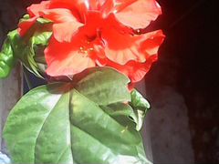 Гибискус(китайская роза)