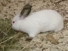 Кролики Фландер