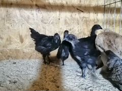 Цыплята ухейилюй, инкубационное яйцо