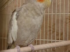 Попугай корелла (самка) обмен или покупка