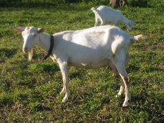 Зааненские козы с родословными