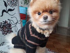 Продам вязаные свитера для маленьких собачек 300ру