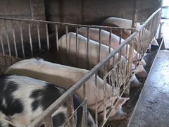 Продаются свиньи на мясо