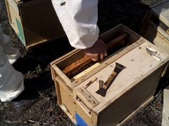 Продаем пчелопакеты среднерусской породы