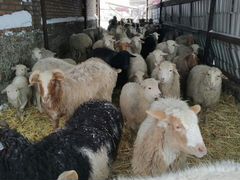 Бараны овцы с егнятами