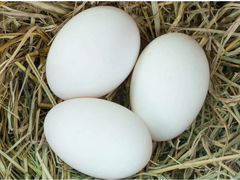 Яйцо гусиное инкубационное