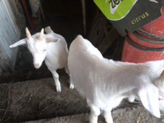 Зааненские козлята и коза