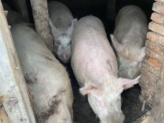 Свиньи кастрированные 6-8 месяцев назад