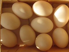 Инкубационное яйцо башкирской утки