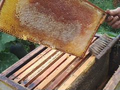 Пчелосемьи продаются, на 10 рамках, рутовские