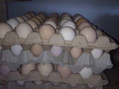 Яйцо инкубационное домашние
