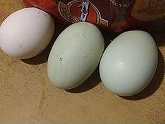 Инкубационные яйца кур"Ухейилюй"