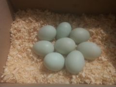 Яйца Ухей Илюй инкубационные
