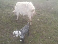 Дойные козы и козлята