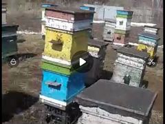 Пчёлы, матка, пчелосемьи (карпатка)