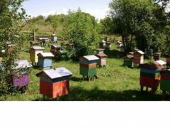 Продам пчелосемьи