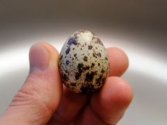 Инкубационное перепелинное яйцо.Техасская белая бр
