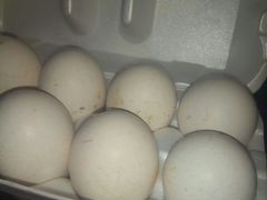 Яйца индюшиные на инкубацию