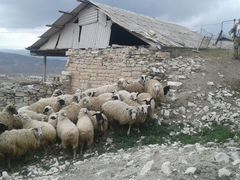 Овцы продается 14голов с ягнятами по 8 тысяча 8 яг