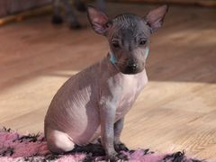 Ксолоицкуинтли, мексиканская голая собака. Мини