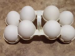 Яйцо куриное от домашних кур породы леггорн