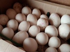 Яйца инкубационные гусиное