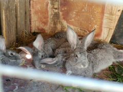 Кролики порода серые великаны 1.5 месяца им