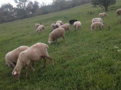 Овцы с ягнятами